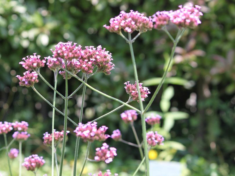 Verbena bonariensis 