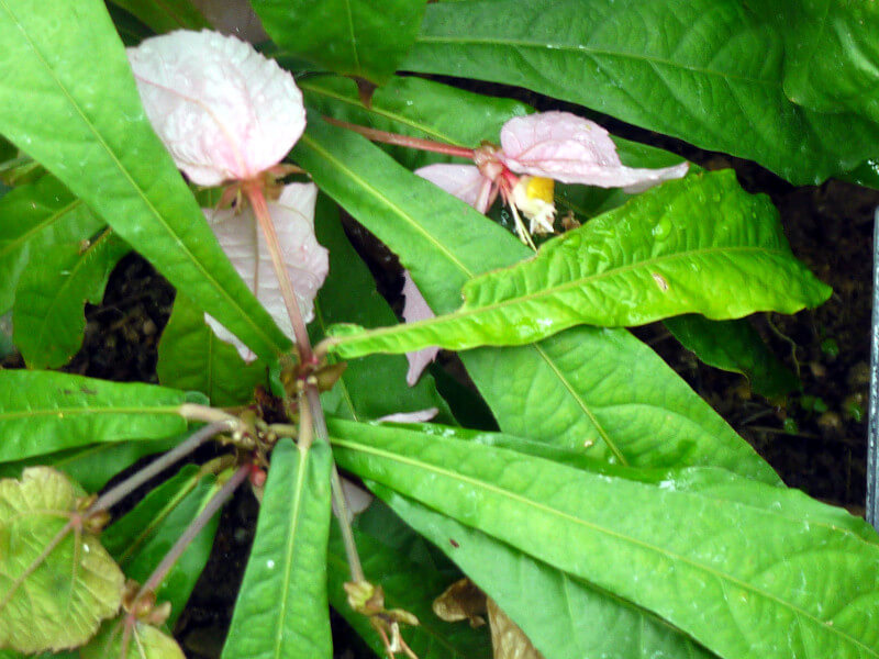 Dalechampia roezliana