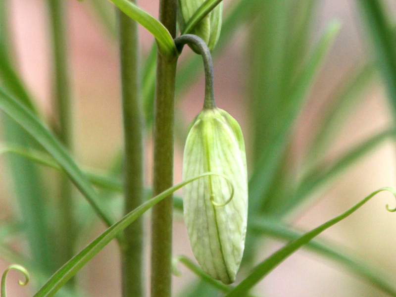 Fritillaria