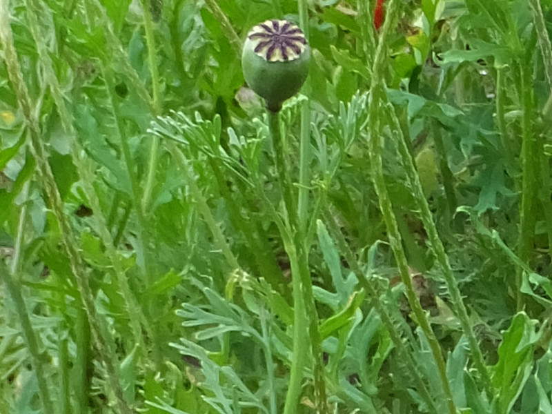 Ladybird Poppy