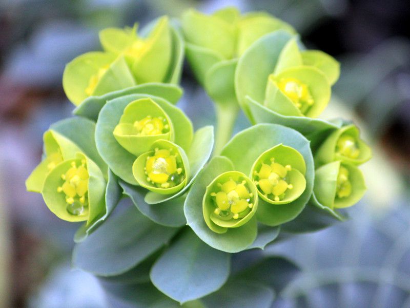 Myrtle spurge