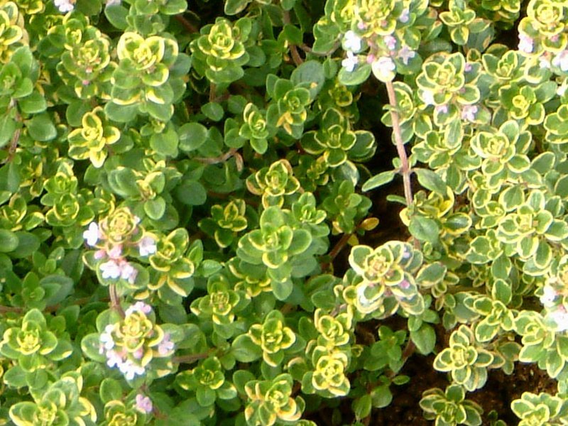 Lemon thyme variegated