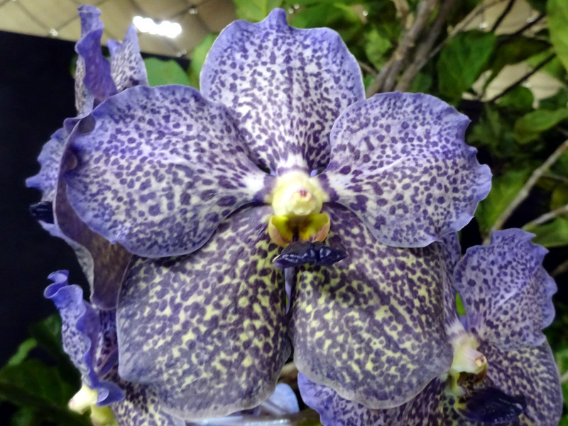 バンダ Vanda Orchid かぎけん花図鑑