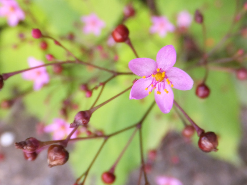 Talinum crassifolium