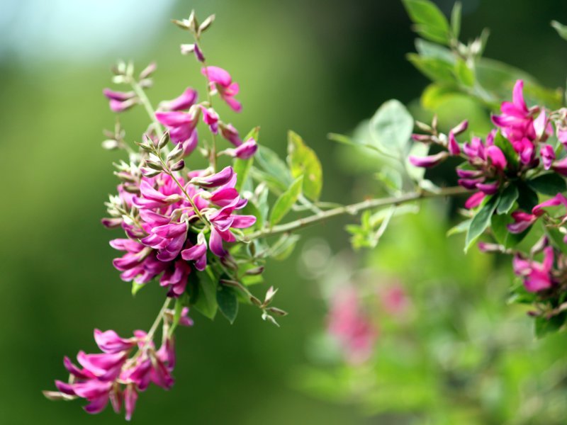 Lespedeza thunbergii