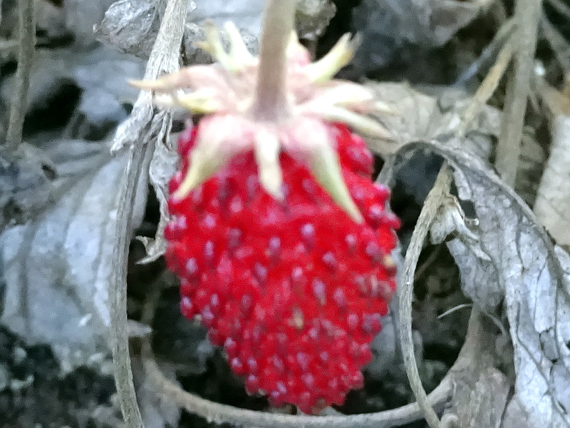 Wild Strawberry