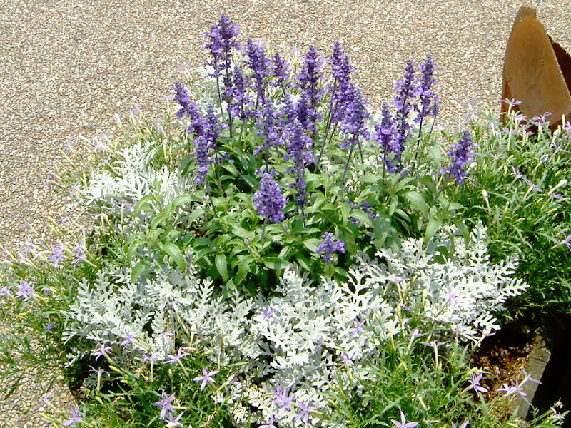 Blue salvia