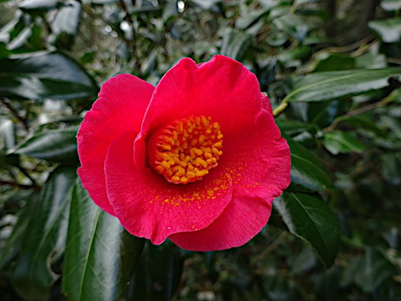 藪椿のブログ | Flower Database 藪椿のブログ | Flower Database
