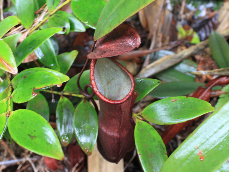 Nepenthes rafflesiana