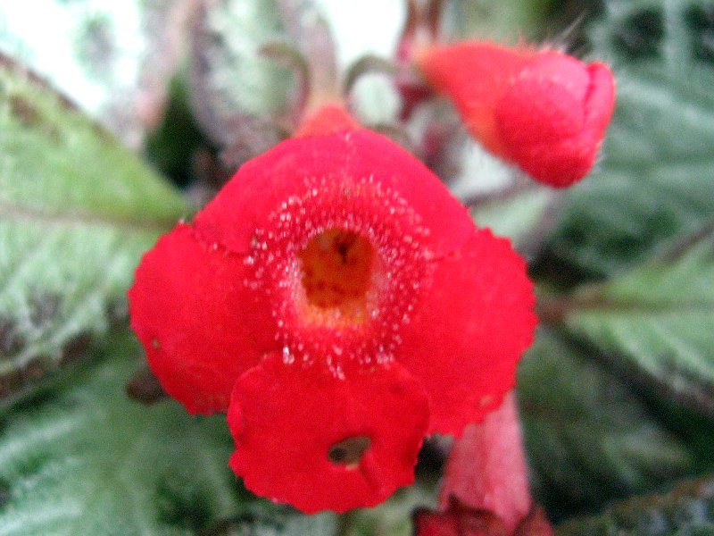 September red-colored flowers