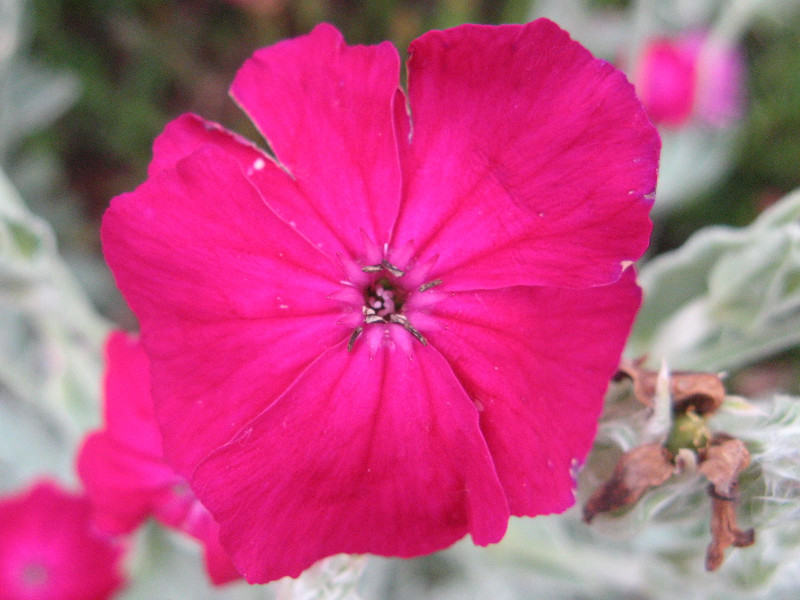 スイセンノウ Lychnis Coronaria かぎけん花図鑑