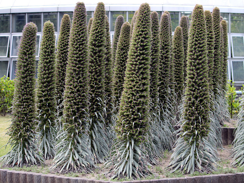 Echium wildpretii