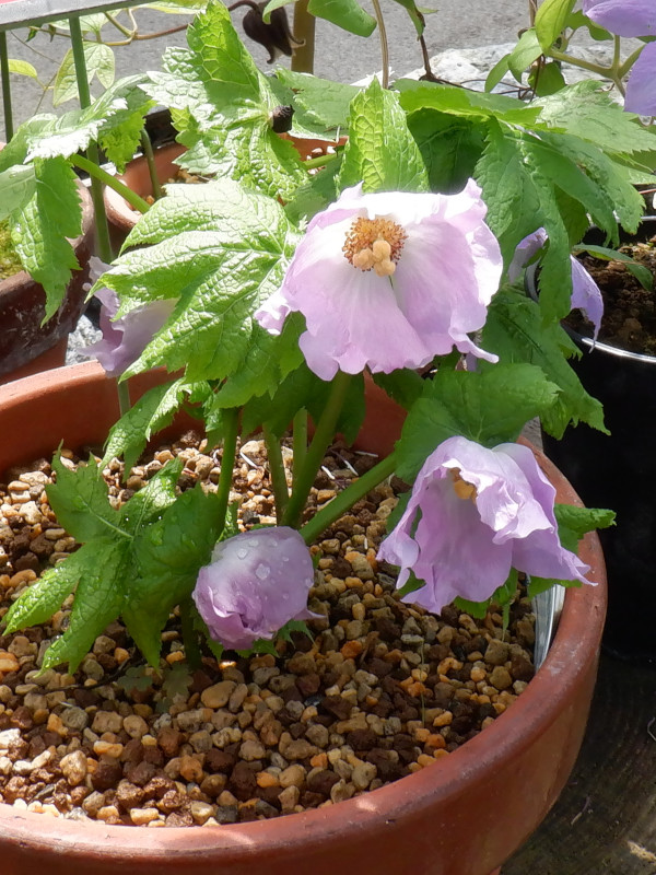 Glaucidium palmatum