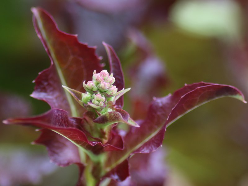 シソ Perilla Frutescens Var Crispa かぎけん花図鑑