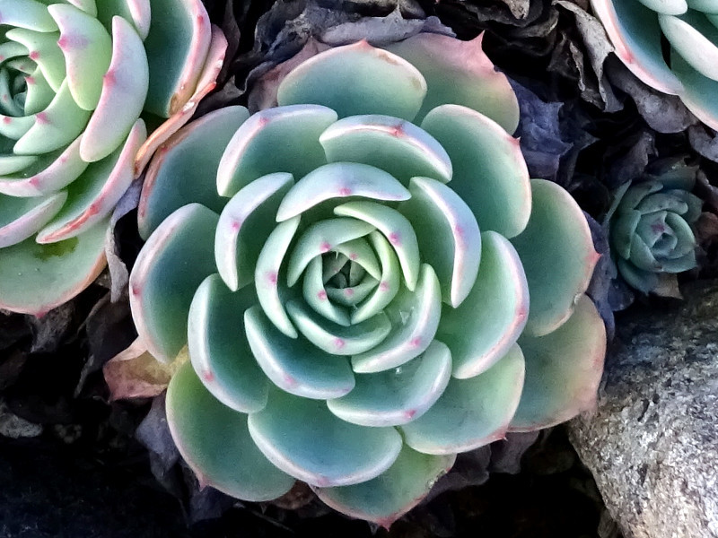 七福神 Echeveria Secunda 科技研花图画书