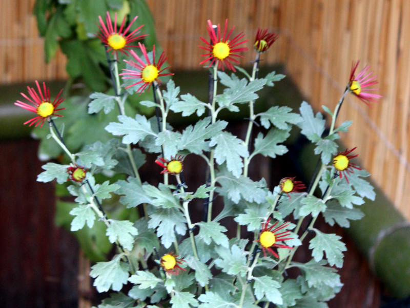 HIgo chrysanthemum