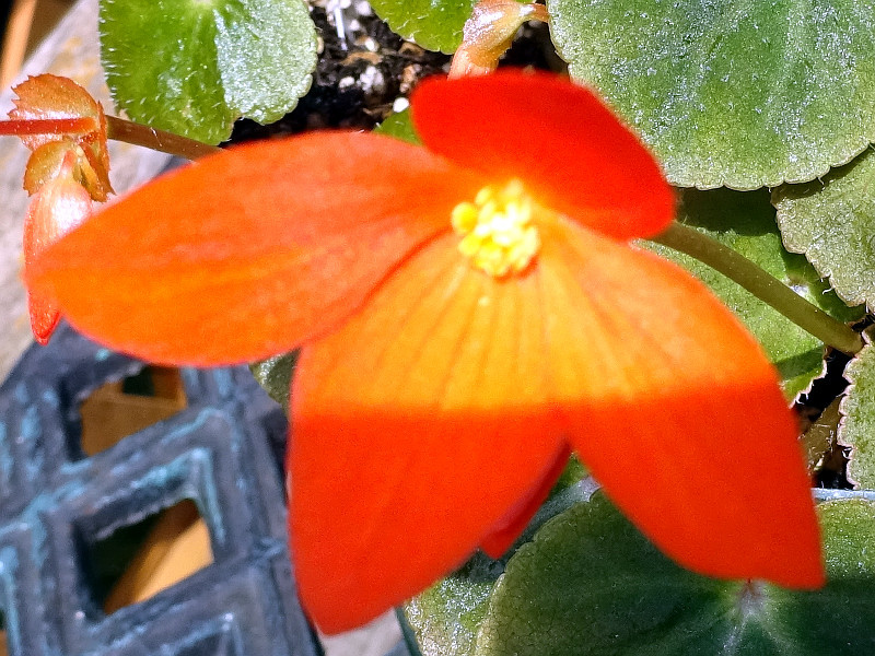  Begonia Davisii