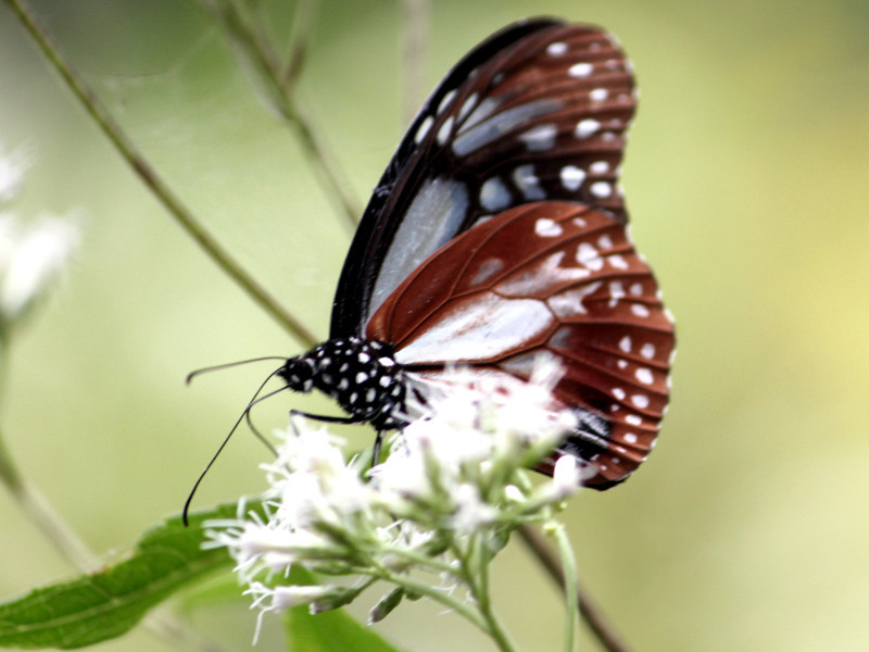 Eupatorium