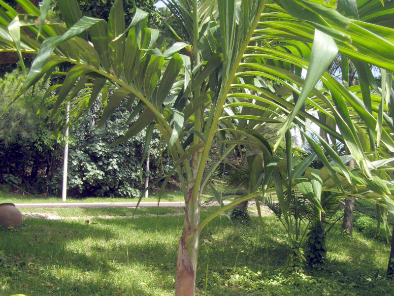 Manila palm