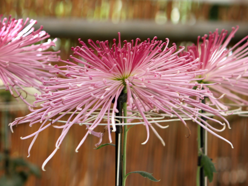 Chrysanthemum morifolium cv. Saiko Yubi