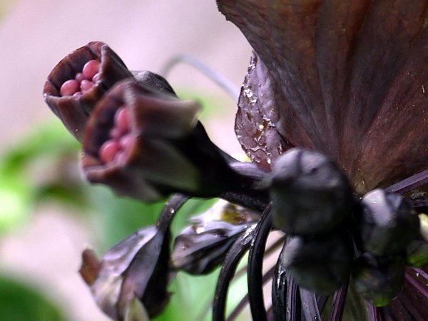 Black bat flower