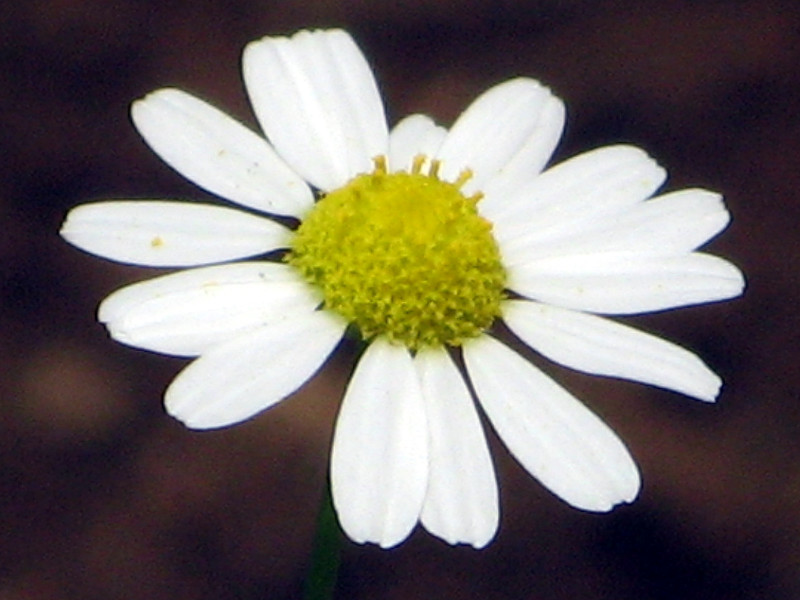 Matricaria chamomilla