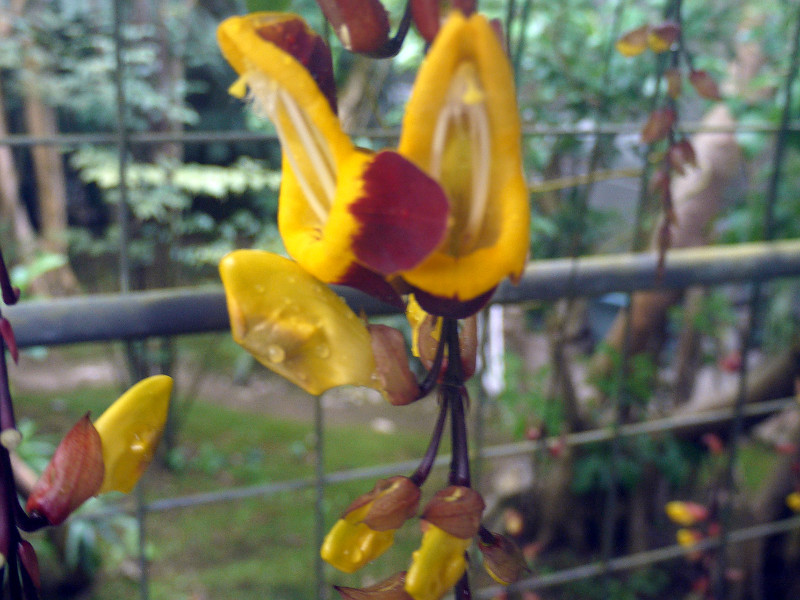 Thunbergia mysorensis