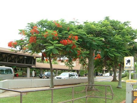 Royal Poinciana