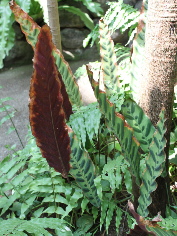 Calathea lancifolia