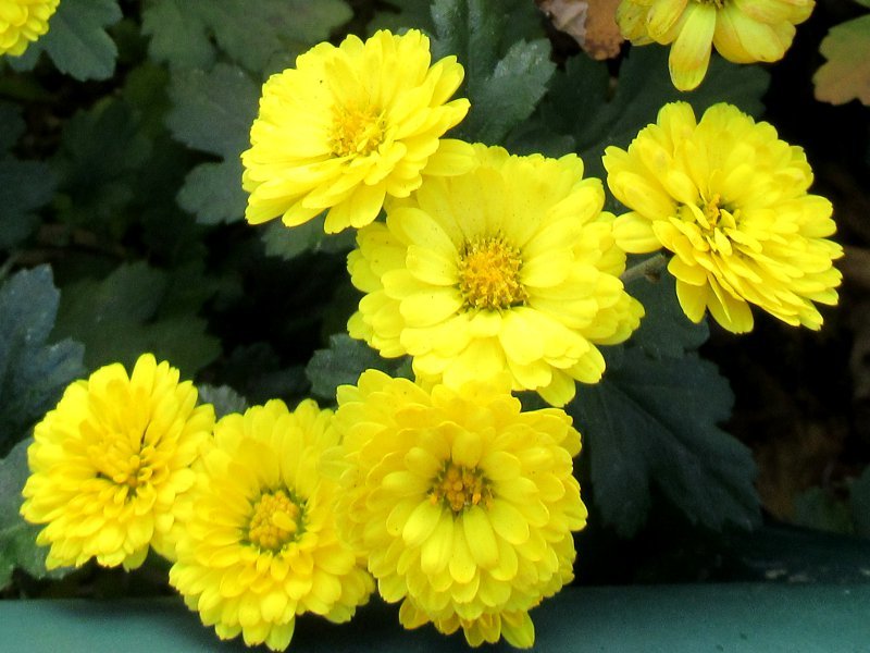 菊花 Chrysanthemum Indicum Var Hibernum 科技研花图画书