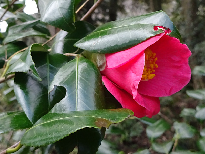 藪椿のブログ | Flower Database 藪椿のブログ | Flower Database