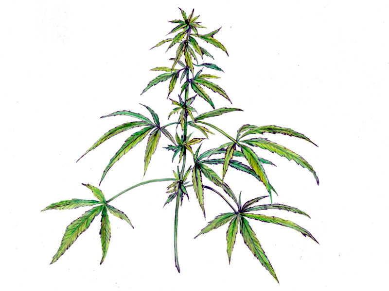 Cannabis sativa