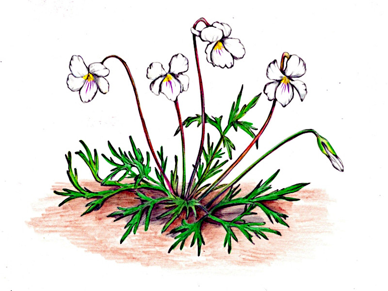  Viola sieboldiana 