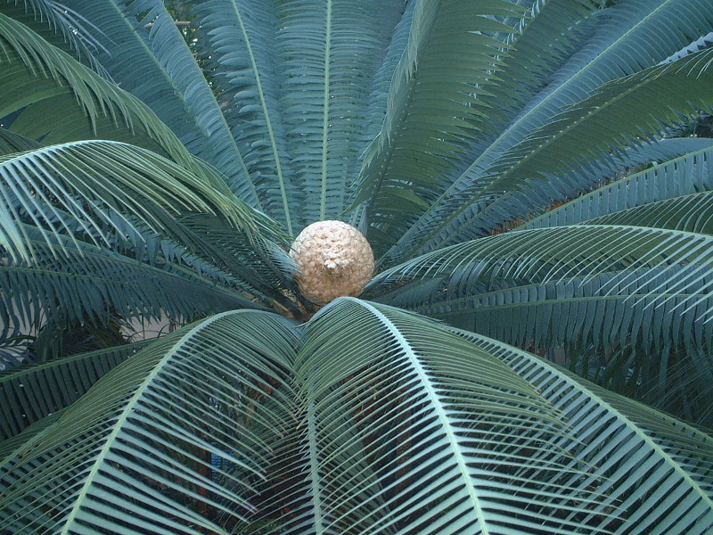 Dioon spinulosum