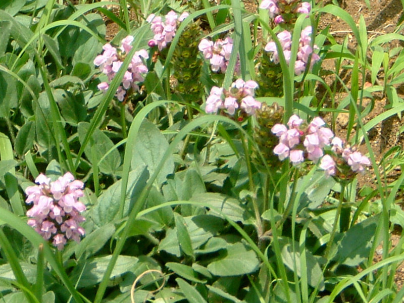 Prunella grandiflora