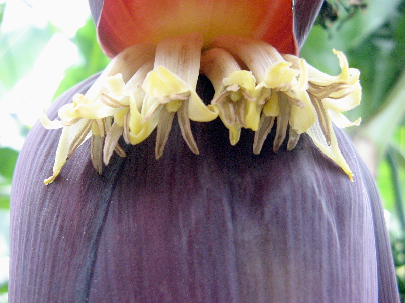 バナナ Musa Acuminata かぎけん花図鑑