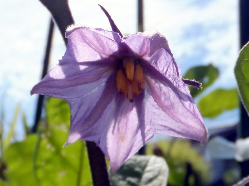 ナス Solanum Melongena かぎけん花図鑑