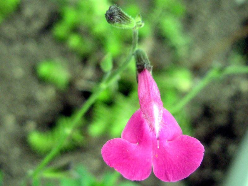 Salvia microphylla 'Pink Blush