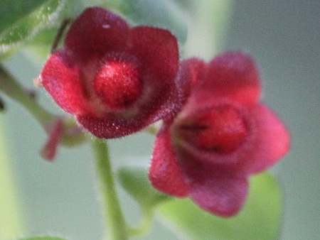 Aeschynanthus pulcher