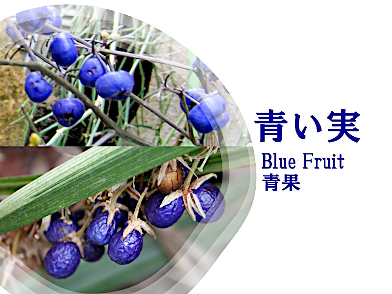 Feature  Blue fruit