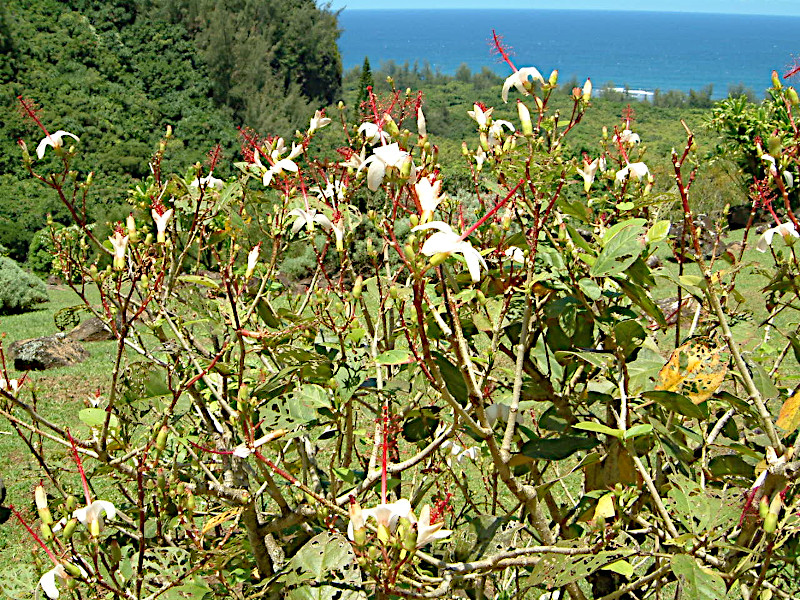 Hibiscus arnottianus