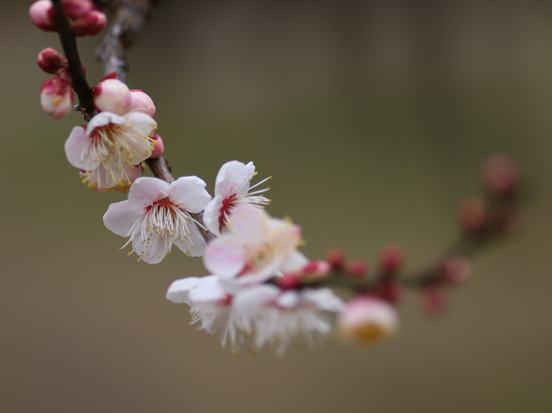 Prunus mume 'Yukinoakebono'