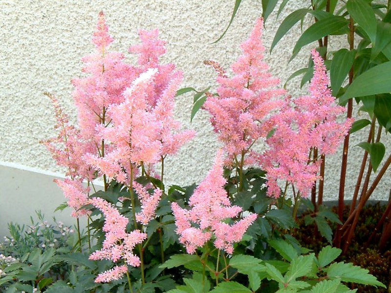 アスチルベ Astilbe Arendsii かぎけん花図鑑