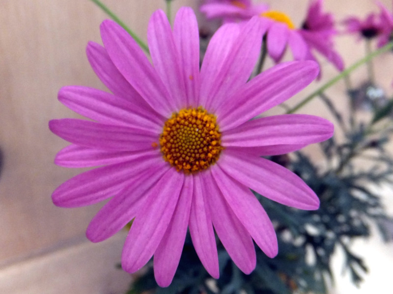 マーガレット・ラブリーフレンド | Argyranthemum frutescens 'lovely