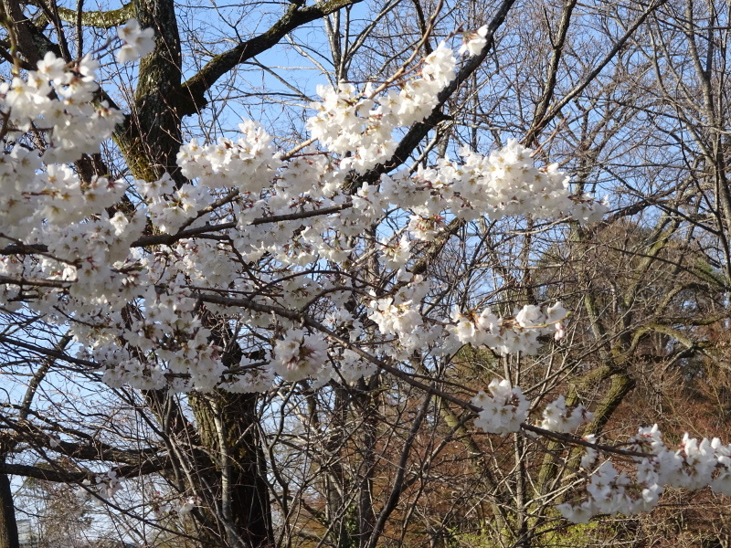 4月28日の誕生花 ゆすら梅 桜草 かぎけん花図鑑