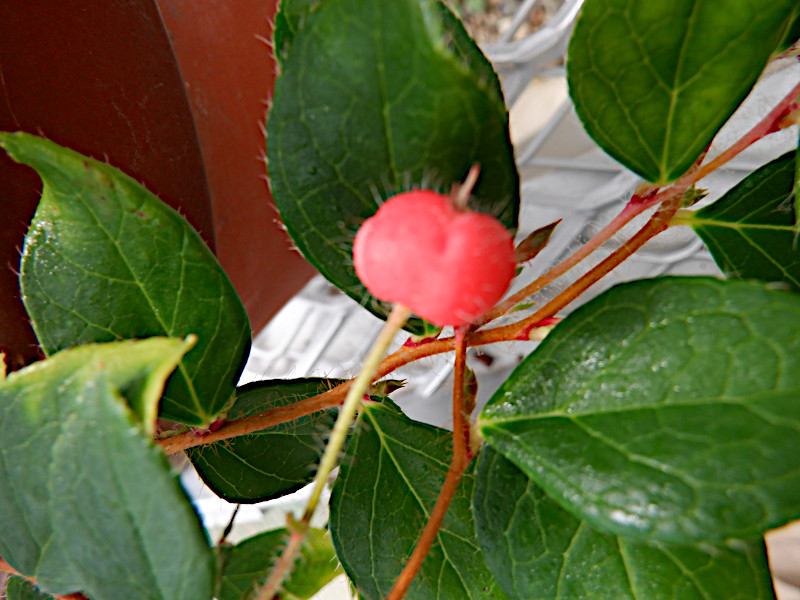 Gaultheria adenothrix