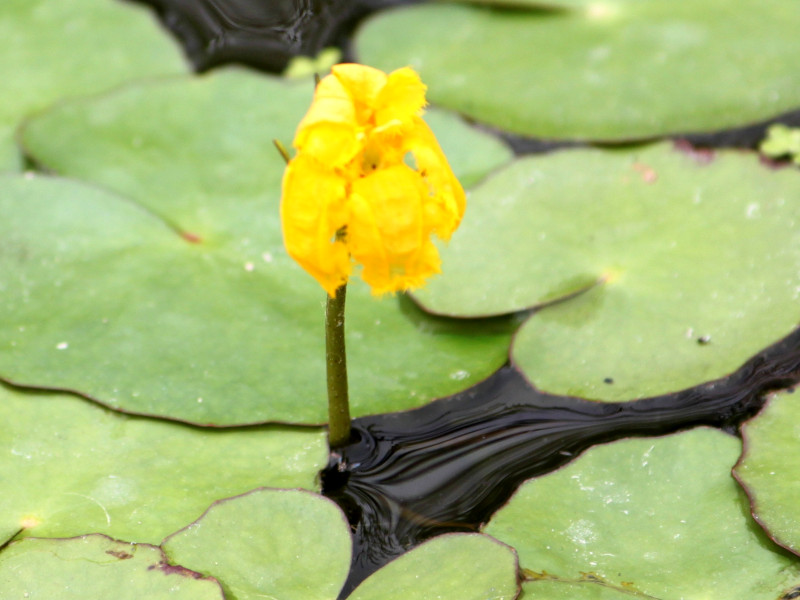 Nymphoides peltata