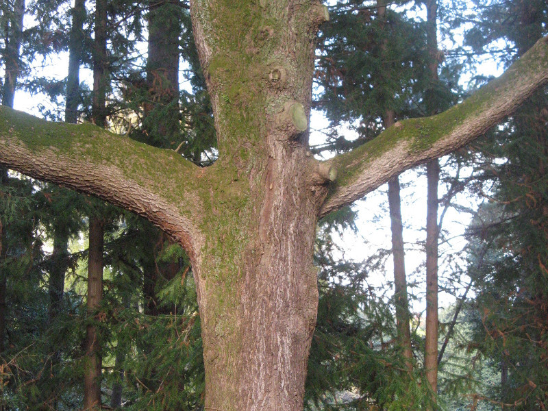 Himalayan Cedar