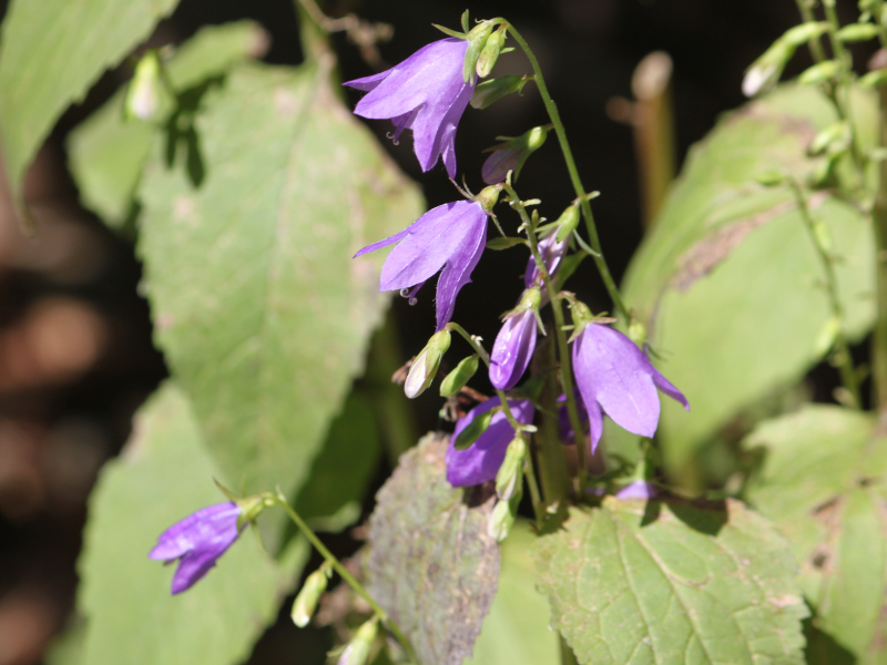 Adenophora remotiflora