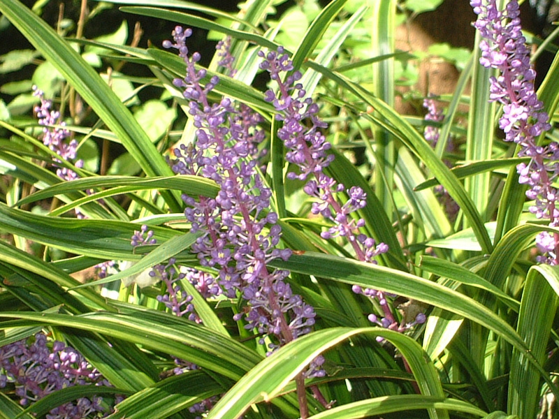 Liriope muscari